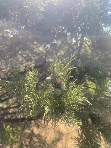 Juniperus excelsa