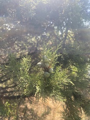 Juniperus excelsa, photograph (c) Наталья Пикалова, some rights reserved (CC BY)