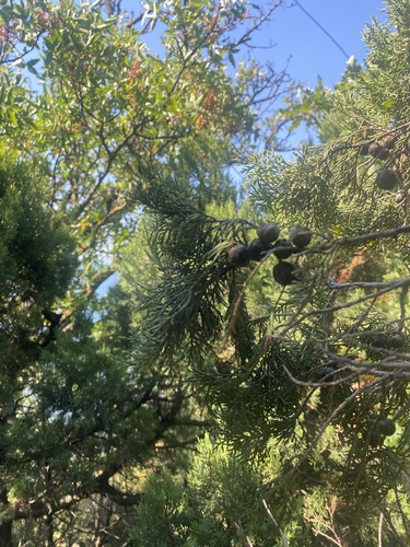 Juniperus excelsa, photograph 2