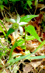 Monarda russeliana