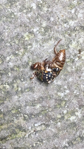 Robust Cicada