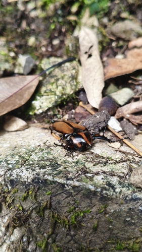 Neophaedimus auzouxi