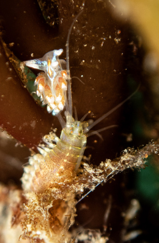Platynereis observed 2026-08-08