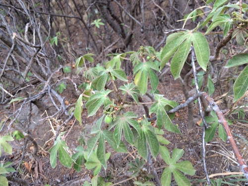 Jatropha gossypiifolia, 2026-08-09