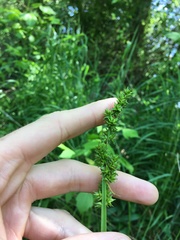 Carex conjuncta