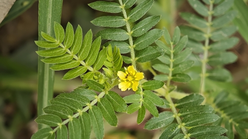 puncture vine