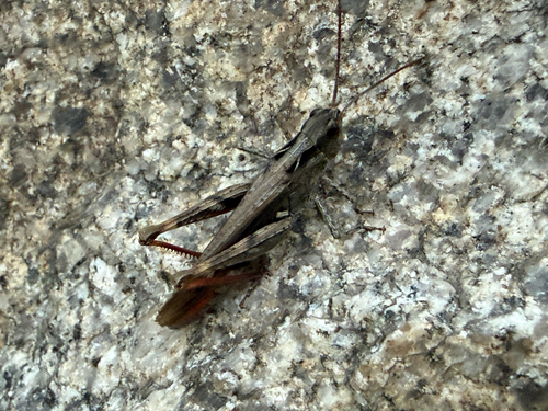 Maritime Grasshopper