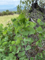 Erythrina flabelliformis, photograph (c) CK2AZ, some rights reserved (CC BY)