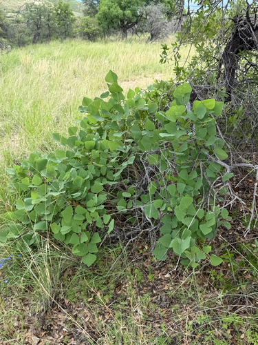 Erythrina flabelliformis, photograph 6