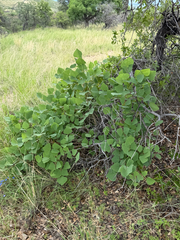 Erythrina flabelliformis, photograph (c) CK2AZ, some rights reserved (CC BY)