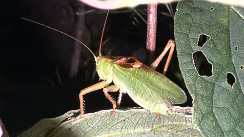 Tettigonia ussuriana