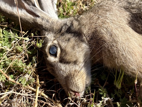 Black-tailed Jackrabbit