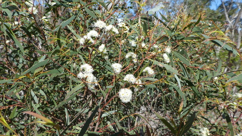 Eucalyptus amygdalina observed 2026-08-11