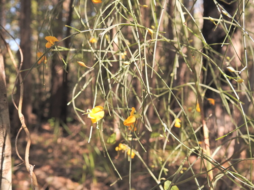 winged broom-pea