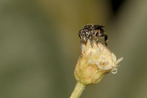 Mexican Pitted-Stingless bee