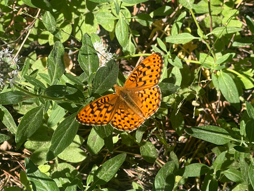 iNaturalist observation photo of Greater Fritillaries