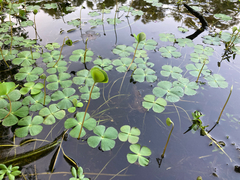 Marsilea quadrifolia, photograph author not stated, no rights reserved