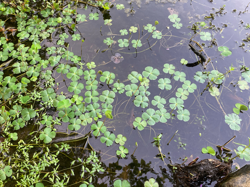 Marsilea quadrifolia, photograph 2