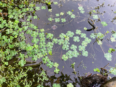 Marsilea quadrifolia, photograph author not stated, no rights reserved