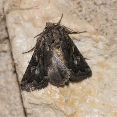 Ulolonche orbiculata