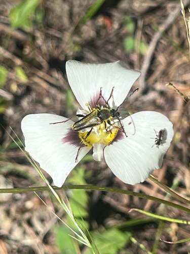 iNaturalist observation photo of Lepturini