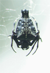 Witica crassicauda