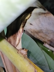 Kurixalus idiootocus