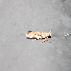 Aristotelia elegantella