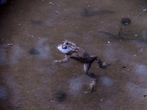 Yellow-bellied Toad