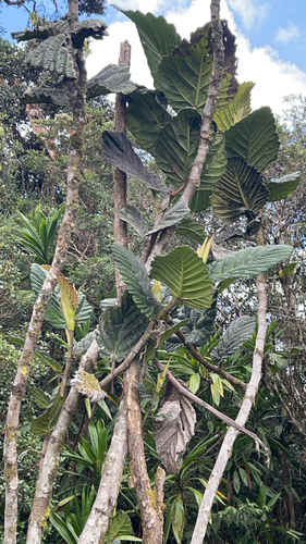 Ficus dammaropsis observed 2026-08-12