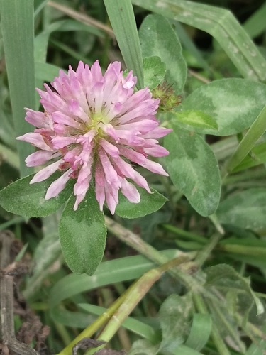 Red Clover