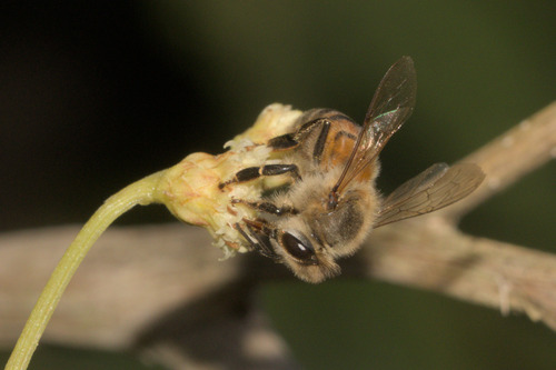 Western Honey Bee