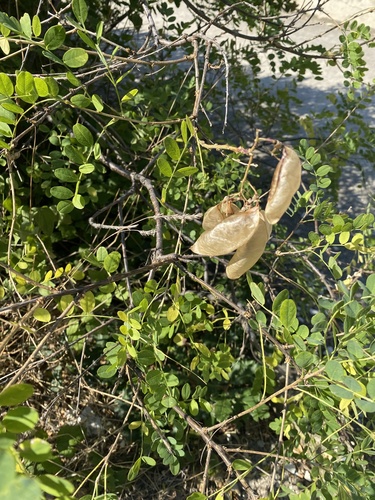 Colutea cilicica, photograph 1