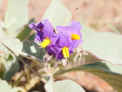 Solanum quadriloculatum, photograph (c) Lucas Christofides, some rights reserved (CC BY)
