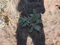 Solanum quadriloculatum, photograph (c) Lucas Christofides, some rights reserved (CC BY)