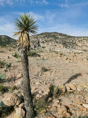 Yucca decipiens