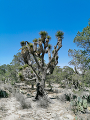 Yucca decipiens