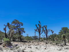 Yucca decipiens
