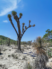 Yucca decipiens