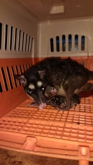 Philander opossum melanurus