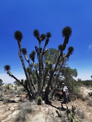 Yucca decipiens