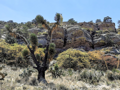 Yucca decipiens