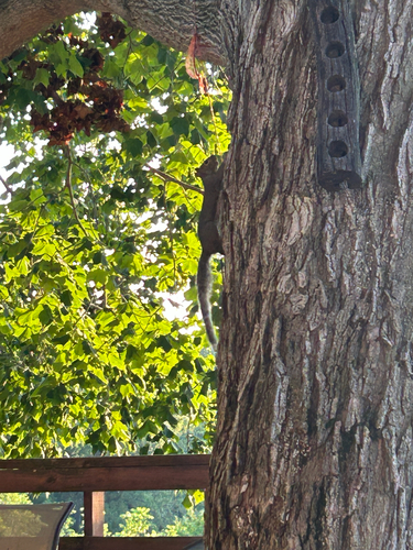 Eastern Gray Squirrel