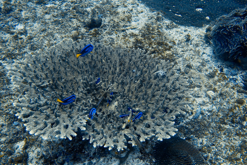 Palette Tang