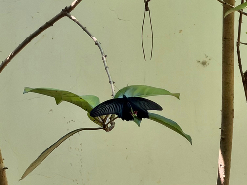 Spangle Swallowtail