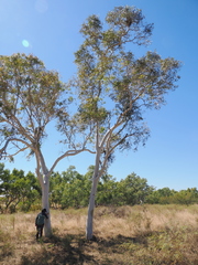 Corymbia aparrerinja, photograph (c) Lucas Christofides, some rights reserved (CC BY)