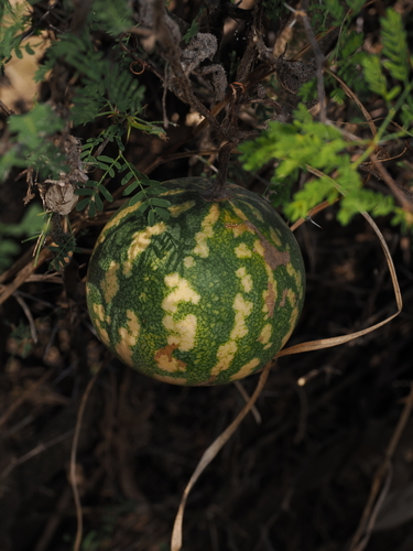 Watermelon (Citrullus amarus)
