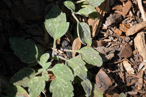Phacelia hydrophylloides observed 2026-08-11