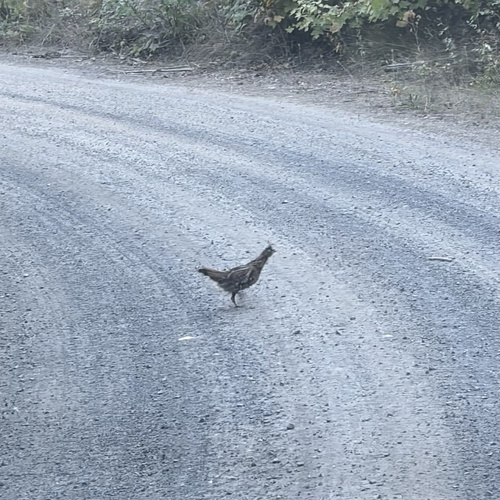 Ruffed Grouse observed by cactusoxbird