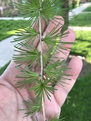Larix laricina